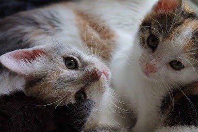 AniDiwall, Gardien d'Animaux / Petsitter à Saint-Avé