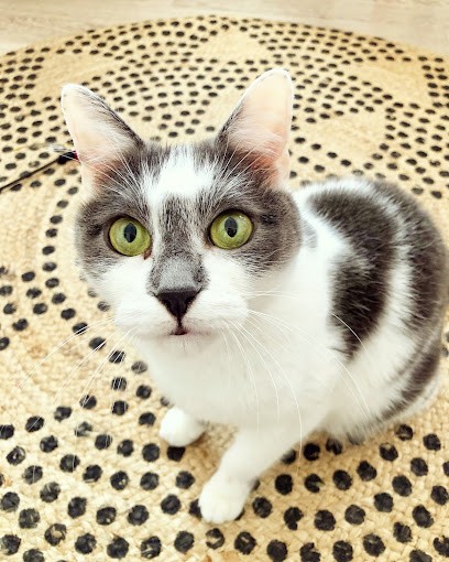 COMME DES PACHAS, Gardien d'Animaux / Petsitter à Cherbourg-en-Cotentin