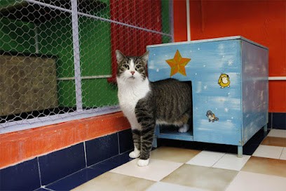 Le Royaume Des Animaux - Pension pour chats, Pension pour Animaux à Élancourt