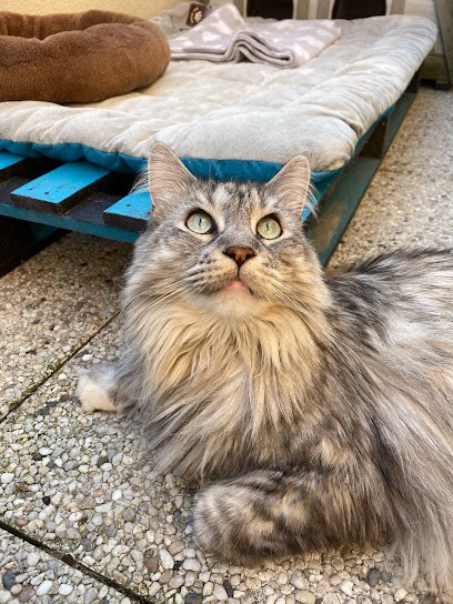 ALLOPET (Dog-sitter, Cat-sitter, Pension pour chats uniquement), Gardien d'Animaux / Petsitter à Conflans-Sainte-Honorine