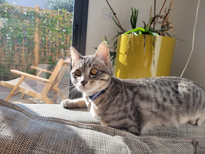 Boule D'amour - Cat Sitting Gardien D'animaux à Vanves