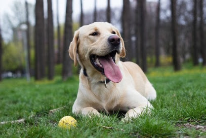 Victoria Pet Sitter Gardien D'animaux à Sainte-Geneviève-des-Bois