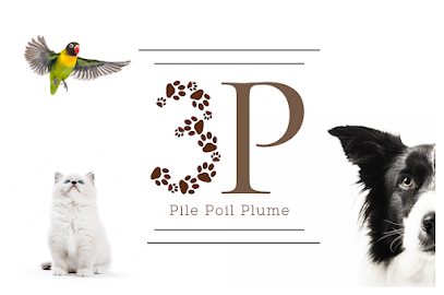 Pile Poil Plume Pension Pour Animaux à Strasbourg