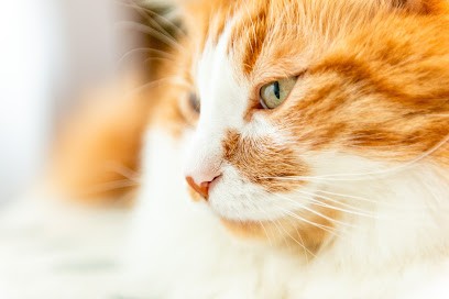 Services Ô AnimÔ, Gardien d'Animaux / Petsitter à Toulouse