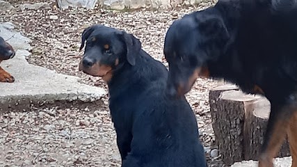 Nounou4pattes, Pension pour Animaux à Saint-Sébastien-d'Aigrefeuille