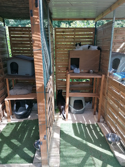La Chatmaraderie Pension Pour Chats Pension Pour Animaux à Orchamps