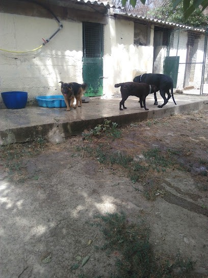 Chenil L'Oreille En Pointe, Pension pour Animaux aux Pennes-Mirabeau