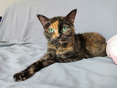 Pet Sitter Valenciennoise, Gardien d'Animaux / Petsitter à Préseau