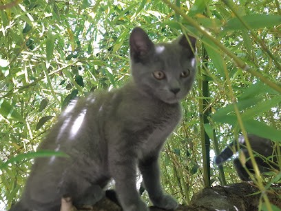 Garde et Pension chat ISA'CATS, Gardien d'Animaux / Petsitter à Cruscades