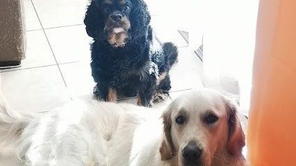 La Maison Du Bonheur 71, Gardien d'Animaux / Petsitter à Chalon-sur-Saône