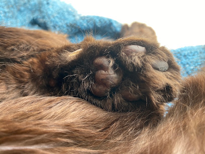 La Patte Blanche - Services Animaliers, Pension Pour Animaux à Soustons
