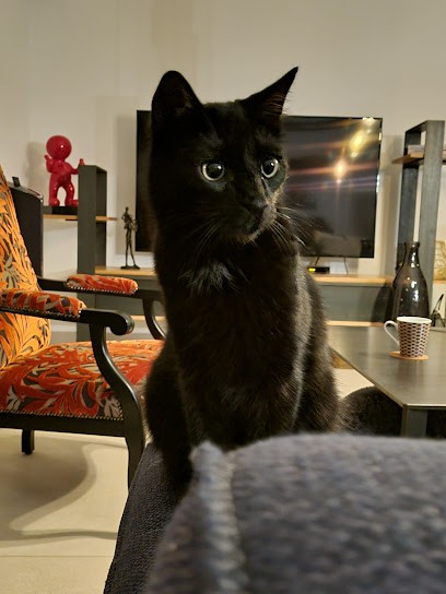 dans chat bulle, Gardien d'Animaux / Petsitter au Fenouiller