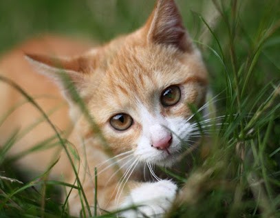 Canicat 64, Pension pour Animaux à Burgaronne