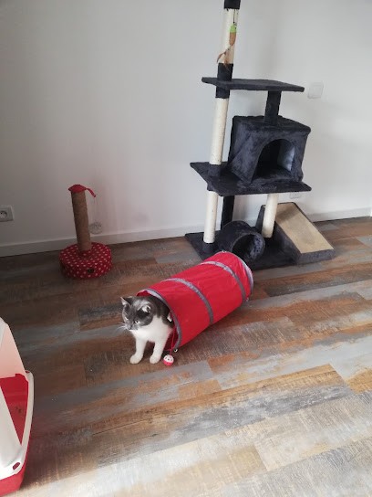 Pension Féline Les Chats Pristy, Gardien d'Animaux / Petsitter à Muides-sur-Loire