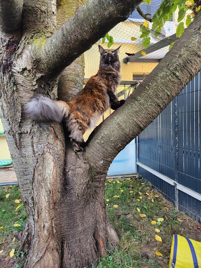 Les P'tits Pattons, Gardien d'Animaux / Petsitter à Achenheim