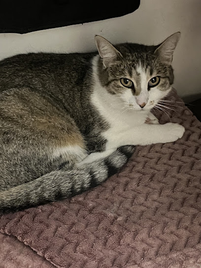 Garde À Dom' Pour Mon Chat., Gardien D'animaux à Tremblay-en-France