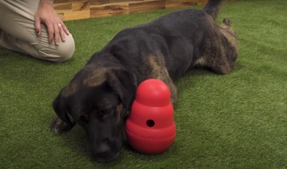 Dog Market, Animalerie à L'Union