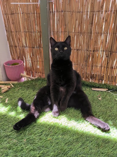 AlexSitting31, Gardien d'Animaux / Petsitter à Toulouse