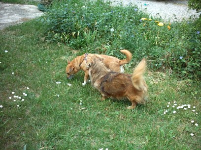 Domaine Belle Terre Cent Pas, Pension pour Animaux à Valensole