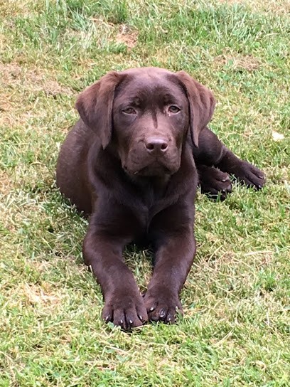 Pension Canine du Pacha'Moor, Pension pour Animaux à Thérines