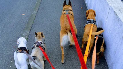 Beñat&co, Gardien d'Animaux / Petsitter à Anglet