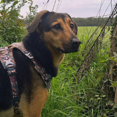 La Balade Mélusine Gardien D'animaux à Lusignan