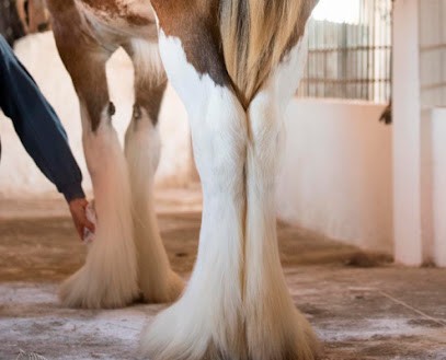 Xl Horse Shop, Animalerie à Guenrouet