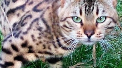 Chez Flo - Vendays, Pension pour Animaux à Vendays-Montalivet