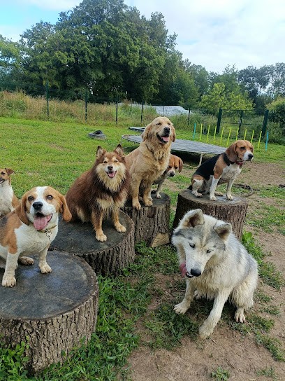 Garde d'animaux - Woofstock - Centre aéré canin, Gardien d'Animaux / Petsitter à La Roche Sur Yon