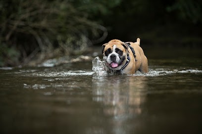 Mille Patounes - Pension Chien, Chat Et NAC - Visite à Domicile, Pension pour Animaux à Vouharte