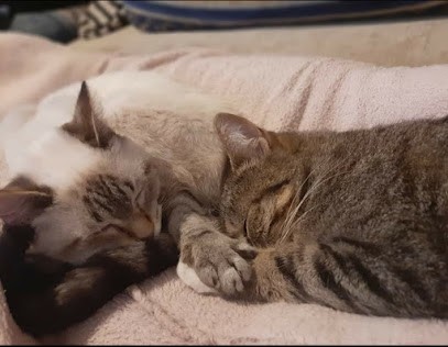 Pension feline Cat'deyran, Pension pour Animaux à Gamarde-les-Bains