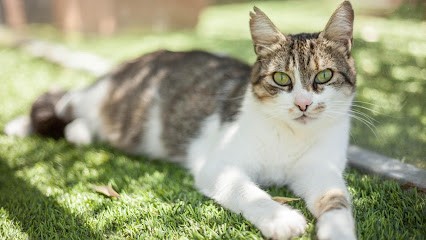 GARDEN CATS Hotel For Cats, Pension pour Animaux à Aubais