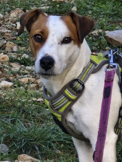 Beedog Petsitter Gardien D'animaux à Nîmes