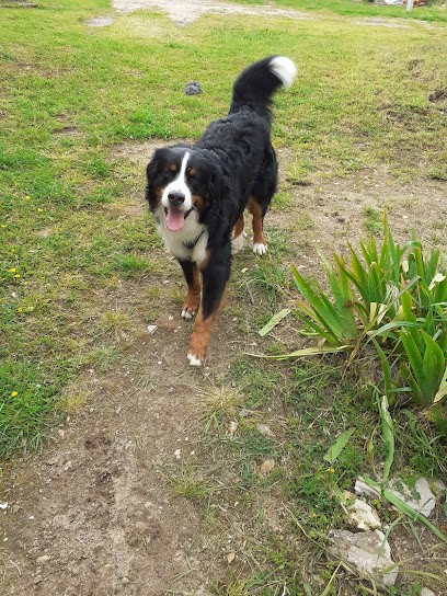 Bien chez moi io, Gardien d'Animaux / Petsitter à Saint-Pierre-d'Oléron
