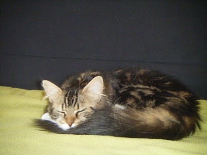 Toutouyoutou, Pension pour Animaux à Rennes