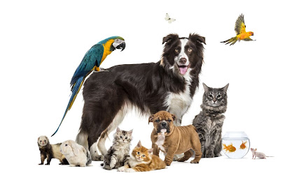 Les Nounous Pile Poil, Pension Pour Animaux à Arthon