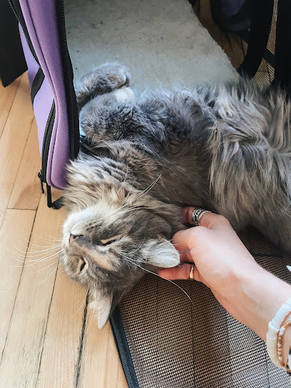Romane & Compagnie, Gardien D'animaux à Bordeaux