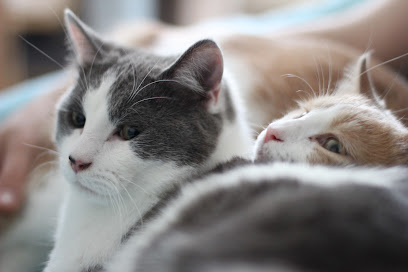 Laureline Michel Pension Pour Animaux à Grenoble