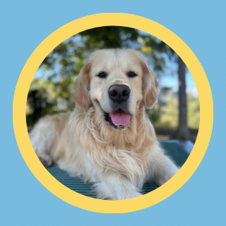 Pet Sitting - La Patte En Avant - Promenades Et Gardes D'animaux - Nice Gardien D'animaux à Nice
