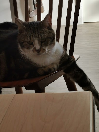 Evelyne Ménard (Les Petites Bouilles), Gardien d'Animaux / Petsitter à Orvault