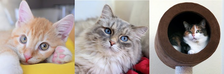 MonChatEstRoi, Gardien d'Animaux / Petsitter à Paris 05