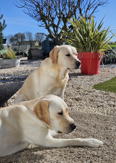 Raya & Compagnie | Gardes Et Visites D'animaux, Gardien D'animaux à Bourgneuf