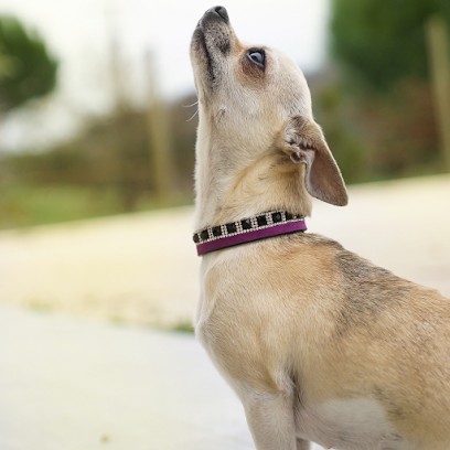 Boutique en ligne Oh ! Pacha, Animalerie à Meudon