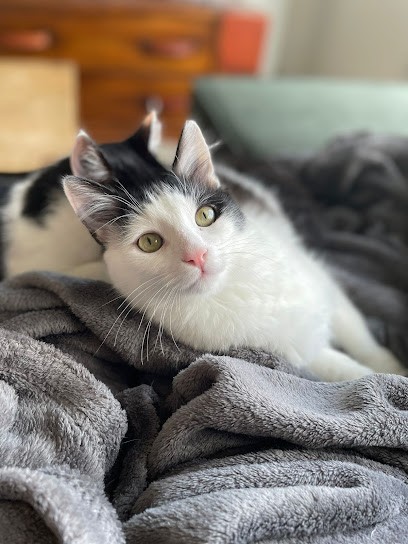 Matou' et Toutou'lousains, Gardien d'Animaux / Petsitter à Pinsaguel