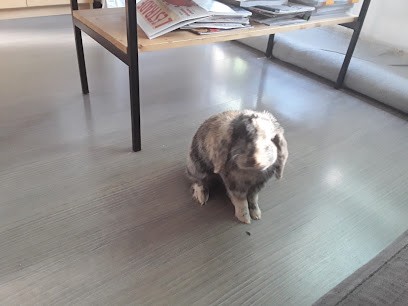 HappyBunnies and Cie by Elodie, Gardien d'Animaux / Petsitter à Hayange