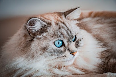 123 Moustaches - Cat-Sitting & Comportementaliste Félin à Paris, Gardien d'Animaux / Petsitter à Saint-Ouen