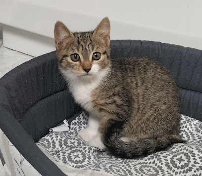 Une Bonne Compagnie, Gardien D'animaux à Plourin-lès-Morlaix
