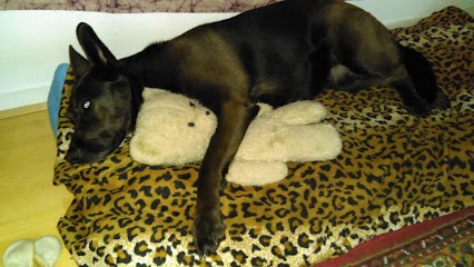 Nathalie Lermite Petsitting Le Mans, Gardien d'Animaux / Petsitter au Mans