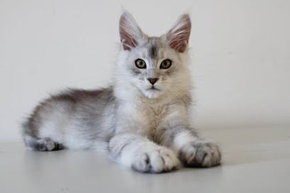 Garde animaux à domicile, Gardien d'Animaux / Petsitter à Jonquières