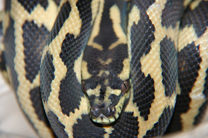 Morelias Jm Animalerie à Saint-Hilliers